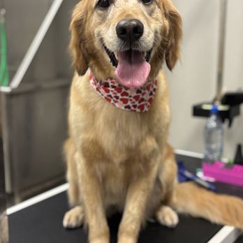 Pet Glam Spa - Pet Groomers Near Me - Tampa, Florida Pet Glam Spa - Pet Groomers Near Me - Tampa, Florida