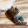 Photo of Crumbs & Whiskers - Kitten & Cat Cafe