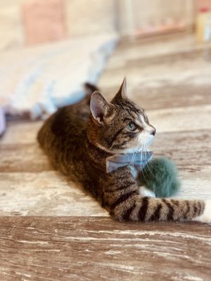 Crumbs & Whiskers | Kitten & Cat Cafe. by null