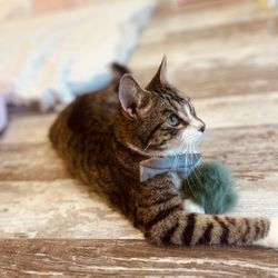 Crumbs & Whiskers - Kitten & Cat Cafe