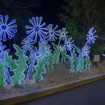 Zoolights - Nighttime outdoor scene featuring LED light sculptures of flowers with blue petals and green leaves, placed along a sidewalk. - Zoos Near Me - Phoenix, Arizona