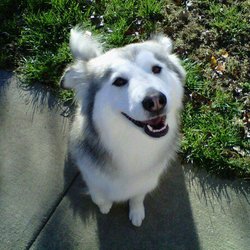 Worry Free Pet Care - Chloe - Owners Eric and Lorrie's girl