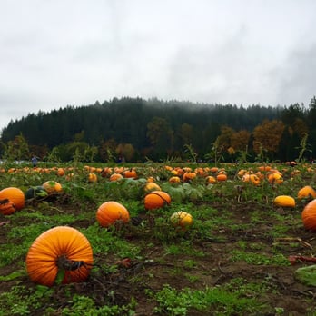 Remlinger Farms - Pumpkin patch - Pumpkin Patches Near Me - Carnation, Washington