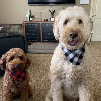 Paw Paradise Spa - Tucker and Minnie after their trim - Pet Groomers Near Me - Omaha, Nebraska
