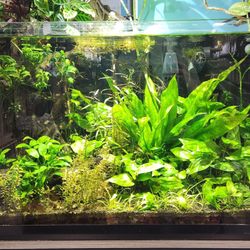 Nicely aquascaped tank