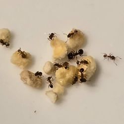 Wilds Pest Management - Big-headed ants.