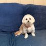 Photo of Dulci Paws