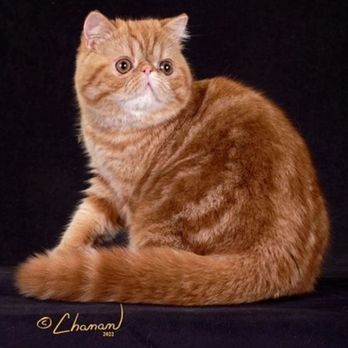 Rare Earth Grooming - My exotic shorthair cat the day after he was groom by Rare Earth groomer Tracy. We had - Pet Groomers Near Me