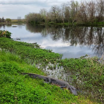 Brazos Bend State Park - Sleeping gator. - Parks Near Me - Needville, Texas Brazos Bend State Park - Sleeping gator. - Parks Near Me - Needville, Texas