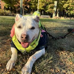 BetterVet - Philadelphia - Isabel