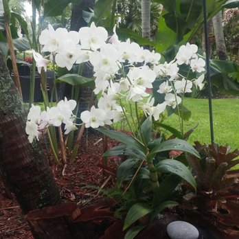 Bamboo And Orchid Gardens - Landscaping Near Me - Davie, Florida Bamboo And Orchid Gardens - Landscaping Near Me - Davie, Florida