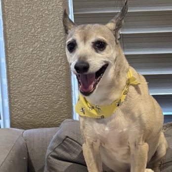 The Doggy Spa - A clean and happy boy! - Pet Groomers Near Me The Doggy Spa - A clean and happy boy! - Pet Groomers Near Me
