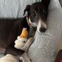 Photo of Greyhound Pets of America