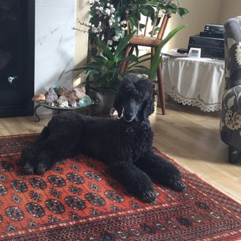 The Pooch Parlour - Molly always is happy after her time there and her groomer is second to none - Pet Groomers Near Me - Dartmouth, Nova Scotia