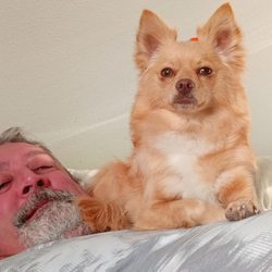 The Pet House - My Pomchi Pixie