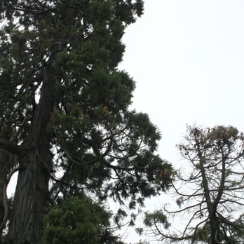 João Chagas Garden - giant sequoia - Parks Near Me - Porto, 13