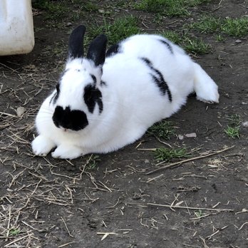 Rabbit Rescue - Very relaxed bun at a play date - Animal Shelters Near Me - Paramount, California Rabbit Rescue - Very relaxed bun at a play date - Animal Shelters Near Me - Paramount, California