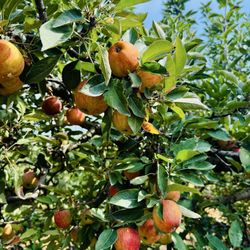 Scott's Orchard