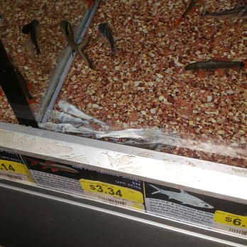 Walmart Supercenter - a bunch of birds in the window - Department Stores Near Me - Kingsport, Tennessee Walmart Supercenter - a bunch of birds in the window - Department Stores Near Me - Kingsport, Tennessee
