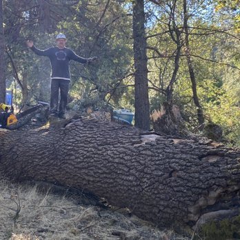 Alpine Building & Remodel - Tree - General Contractors Near Me - Rodeo, California