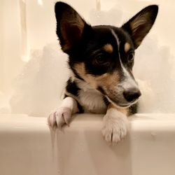 Reservations Unlimited - Don't forget to ask about our pet-friendly properties! We love furry friends too!