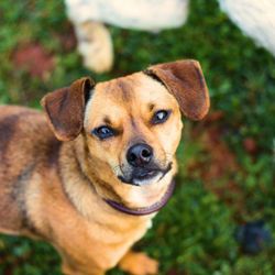 The Doggy Dorm - Our resident welcome committee member: Donny
