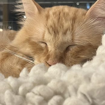 NEKO: A Cat Cafe - Themed Cafes Near Me - Seattle, Washington