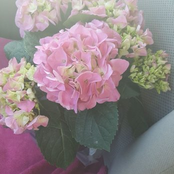 The Hesperia Florist - Potted pink hydrangea! Too cute. - Florists Near Me - Hesperia, California The Hesperia Florist - Potted pink hydrangea! Too cute. - Florists Near Me - Hesperia, California