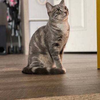 Club Cat - Cat - Pet Boarding Near Me - Irvine, California