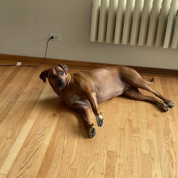 BluePearl - Northfield - Bella modeling before the accident - Veterinarians Near Me - Northfield, Illinois BluePearl - Northfield - Bella modeling before the accident - Veterinarians Near Me - Northfield, Illinois