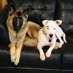 Dog Days Unleashed - A comfortable atmosphere is important for everyone.
