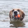 Photo of Fox River Bluff Dog Park