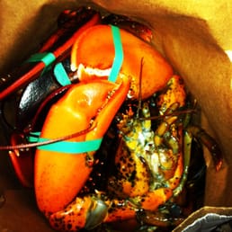 Soft Shell Lobster
