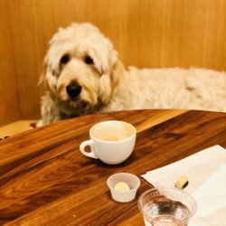 Lincoln South Food Hall - Pumpkin spice with my little pumpkin pup!!