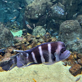 Georgia Aquarium - Aquariums Near Me - Atlanta, Georgia Georgia Aquarium - Aquariums Near Me - Atlanta, Georgia