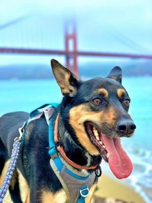 Golden Gate Bridge by null