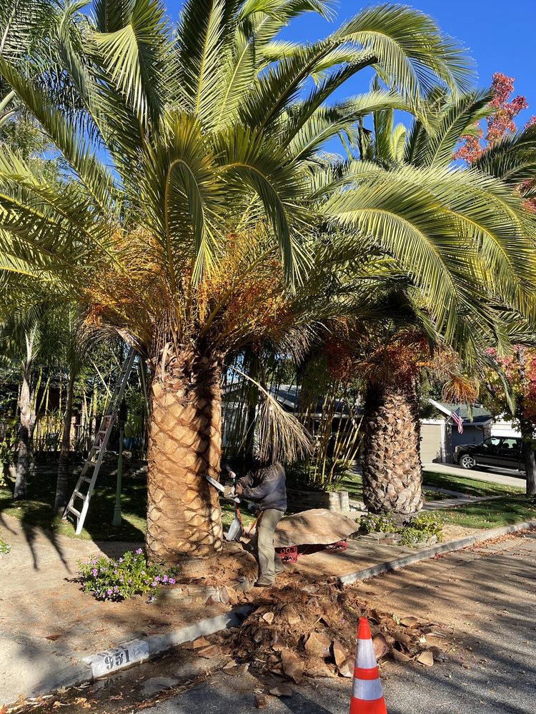 Seven King's Expert Tree Service & Stump Grinding - tree service in San Jose, CA