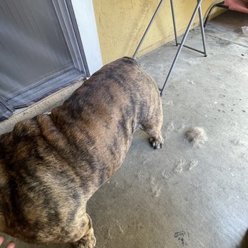 PetSmart - His hair still shedding so much - Pet Stores Near Me - Fremont, California PetSmart - His hair still shedding so much - Pet Stores Near Me - Fremont, California
