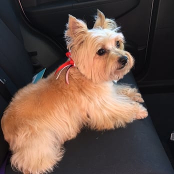 Pampered Paws - Lulu is all pretty again - Pet Groomers Near Me - La Habra, California Pampered Paws - Lulu is all pretty again - Pet Groomers Near Me - La Habra, California