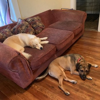 West End Collars - Sleepy Pluto and Bruno after their long walks. - Dog Walkers Near Me West End Collars - Sleepy Pluto and Bruno after their long walks. - Dog Walkers Near Me