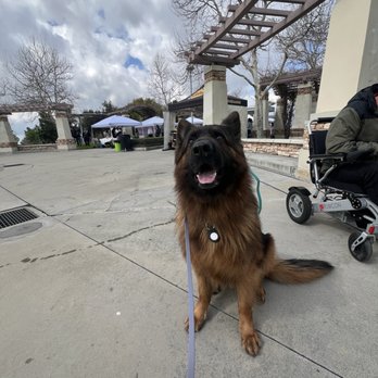 Guiding Pets & Parents - Noah - Pet Training Near Me - San Bernardino, California