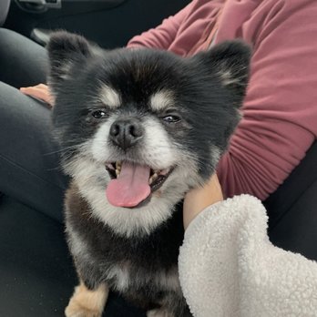 Furtician - After grooming - Pet Groomers Near Me - Bothell, Washington