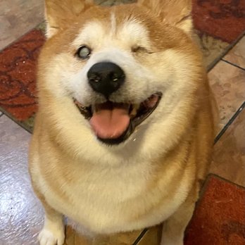 Allie & Paws - Awesome job. They took care of Yoshie cleaned him up and smelled so good. Rates are good excellent service. He's a regular now. - Pet Groomers Near Me - Downey, California