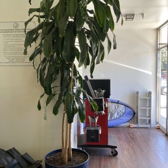 Carolan Auto Service - 35 years old - Auto Repair Near Me - Burlingame, California Carolan Auto Service - 35 years old - Auto Repair Near Me - Burlingame, California