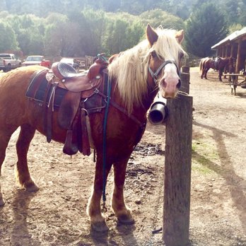 Five Brooks Ranch - A well groomed pony - Horseback Riding Near Me - Olema, California Five Brooks Ranch - A well groomed pony - Horseback Riding Near Me - Olema, California