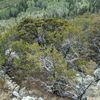 Great Basin National Park - Parks Near Me - Baker, Nevada