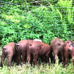 Hinterland Organic Farm - Piglets eating