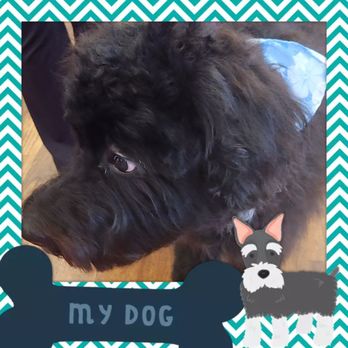 Central Bark West Columbia - Waylon - Pet Groomers Near Me - West Columbia, South Carolina Central Bark West Columbia - Waylon - Pet Groomers Near Me - West Columbia, South Carolina