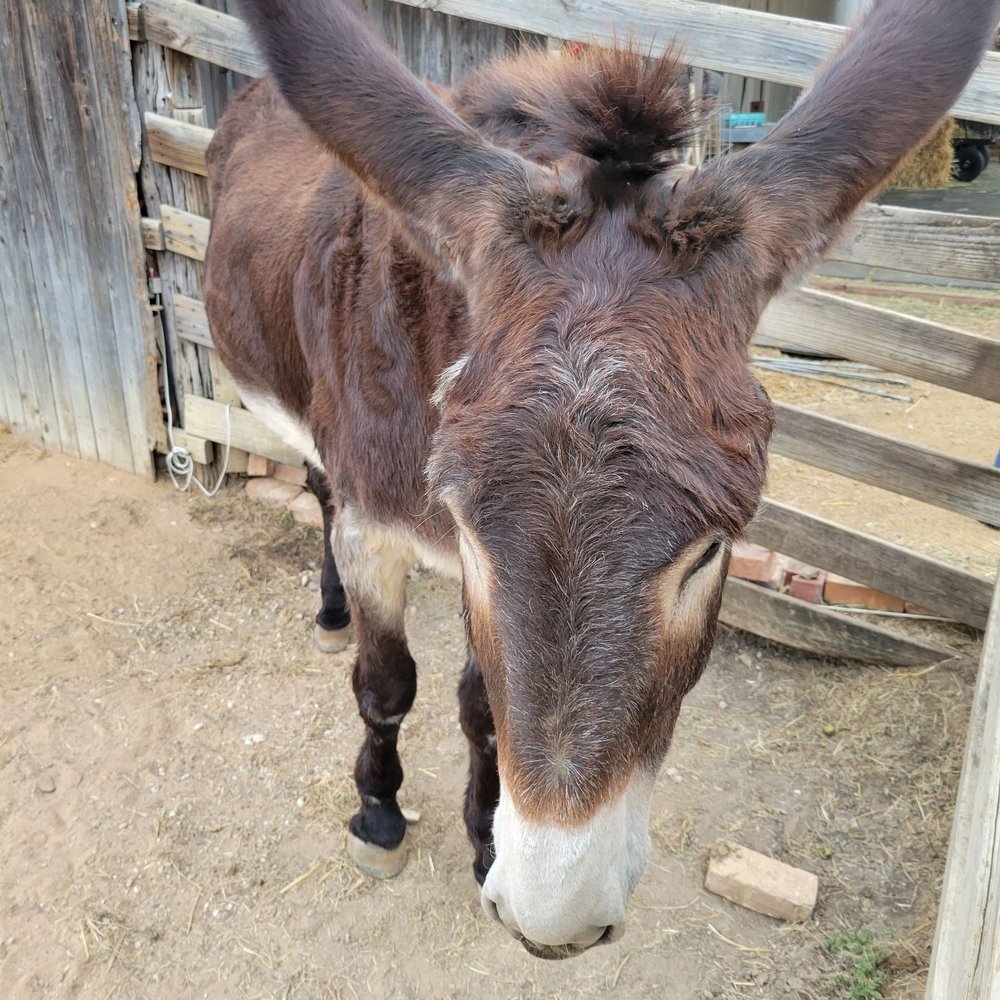 Heritage Farmstead Museum - FFA Farmers Table Event October 2023 - Museums Near Me - Plano, Texas Heritage Farmstead Museum - FFA Farmers Table Event October 2023 - Museums Near Me - Plano, Texas