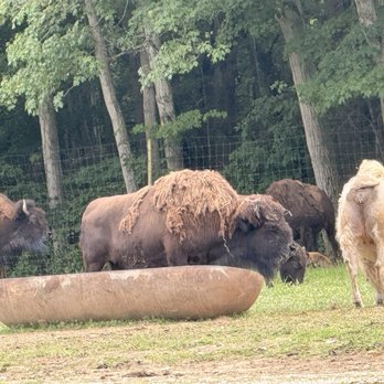Hidden Valley Animal Adventure - Zoos Near Me - Varysburg, New York